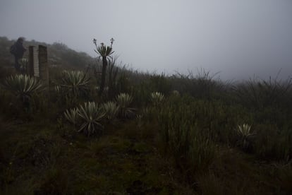 Páramo en el Parque Nacional de Chingaza, en Colombia