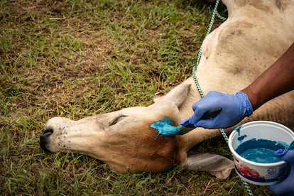 Una vaca recibe larvicida en una herida para prevenir la infestación de gusano barrenador, durante un taller a ganaderos en la comunidad Monte Oscuro.