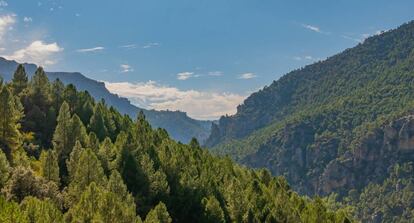 Pinares de la sierra de Segura (Jaén).