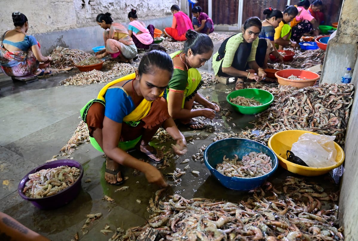 Las peladoras de gamba de Bombay sufren el azote de los aranceles draconianos de Trump