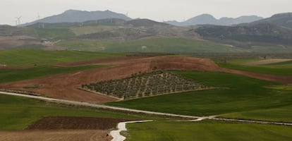 Una plantaci&oacute;n de Deoleo.