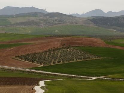 Una plantaci&oacute;n de Deoleo.