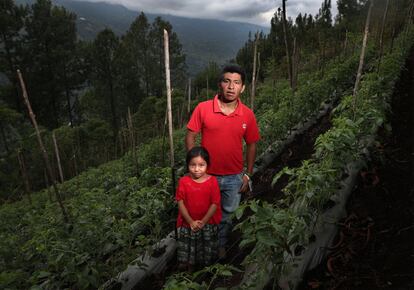 Manuel Quej Tipol es uno de los agricultores a los que visita la pareja. Tiene 26 años y una hija, Andrea, que se mueve entre las hileras de tomateras como si no estuvieran fuertemente inclinadas. Mientras su padre recuerda los estragos de los ciclones, la niña de seis años se agacha y revisa los frutos verdes que ya cuelgan. “Ya están casi”, indica la experta. Ella es una de las alumnas que recibe cada 25 días dos bolsas de alimentos, como sustituto de las refacciones o almuerzos que tomaba en clase antes de la pandemia. En unas semanas, comenzará la cosecha de Quej y en el próximo lote escolar, también irán sus tomates. El orgullo es doble para este padre.