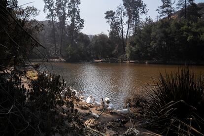 Fotografía que muestra la laguna del Jardín Botánico de Viña del Mar este lunes.