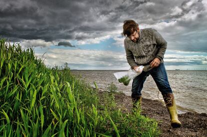 René Redzepi, en la costa de Dragor, a una hora de Copenhague, recogiendo plantas para sus platos.