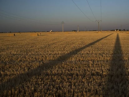 Campo de cereales en Castilla-La Mancha.