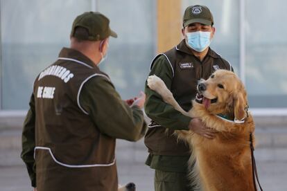 Funcionarios de entrenamiento canino de los Carabineros de Santiago (Chile) adiestran perros para detectar el Covid-19. Gracias a su olfato pueden ser útiles en el rastreo del coronavirus, como lo son con la detección de armas o drogas.  