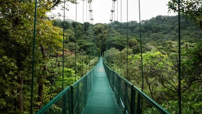 Puente colgante en Monteverde (Costa Rica).