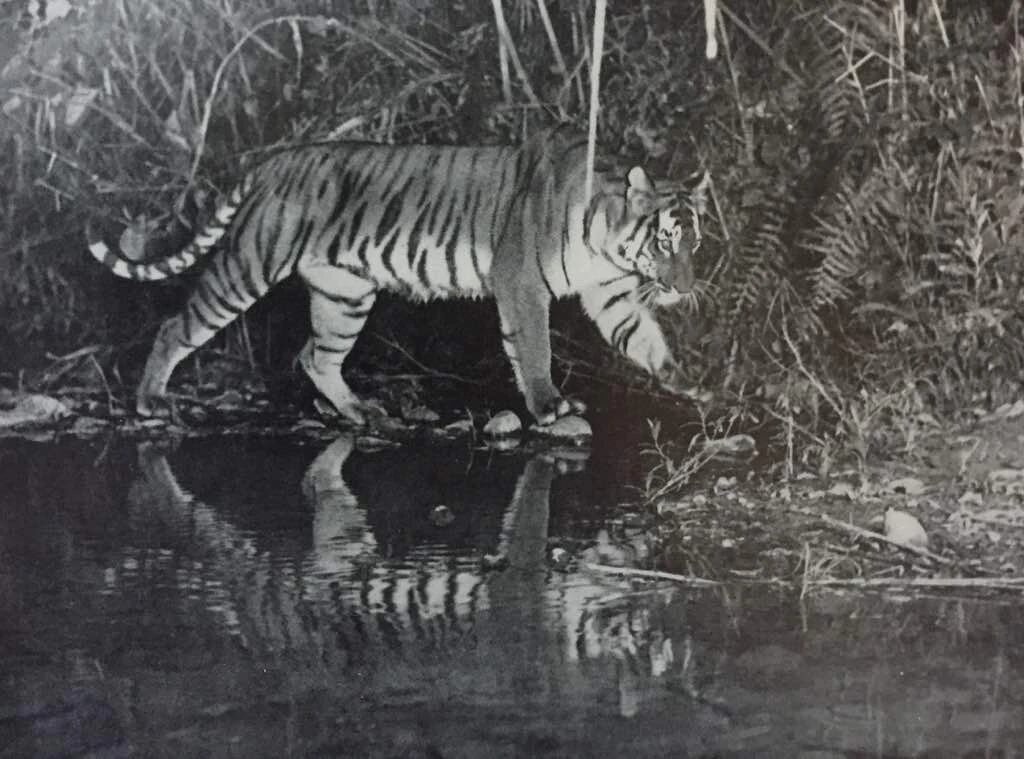 Un tigre fotografiado por Bengt Berg.