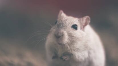 Los ratones con inmunidad defectuosa pierden inter&eacute;s por sus cong&eacute;neres