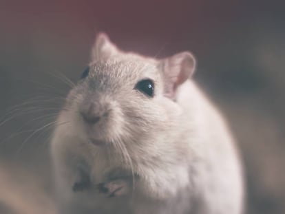 Ratos com imunidade defeituosa perdem o interesse em seus congêneres.