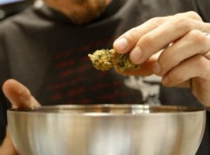 Un joven muestra un cogollo de marihuana