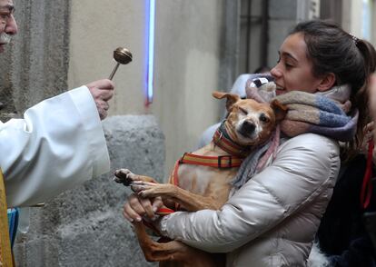 Tradicional bendición de mascotas en la iglesia de San Antón.