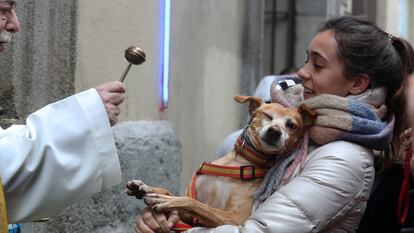 Tradicional bendición de mascotas en la iglesia de San Antón.
