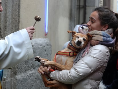 Tradicional bendición de mascotas en la iglesia de San Antón.