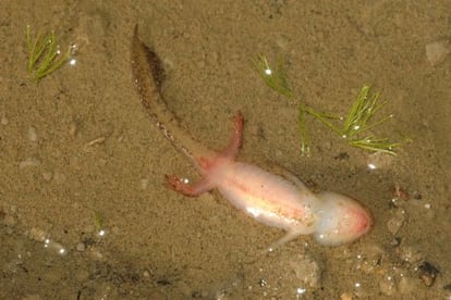 Larva de trit&oacute;n alpino muerta por un ranavirus en el Parque Nacional de Picos de Europa