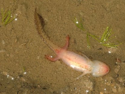 Larva de trit&oacute;n alpino muerta por un ranavirus en el Parque Nacional de Picos de Europa