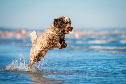 A water dog plays on the shore of a beach.