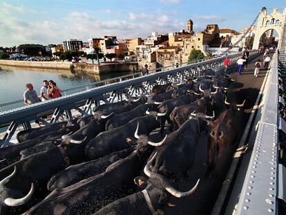 Los últimos rebaños trashumantes cruzan Amposta