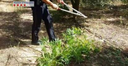 Un mosso talla algunes de les plantes intervingudes.