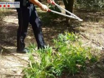 Un mosso talla algunes de les plantes intervingudes.