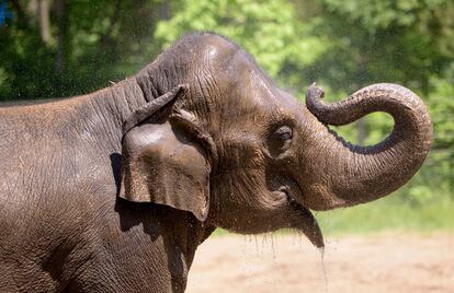 Rani drinks water in an outdoor area in 2017 at the Saint Louis Zoo, in St. Louis, Mo