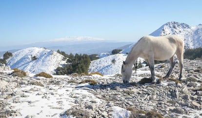 Otro de los ejemplares abandonados, entre las nieves.