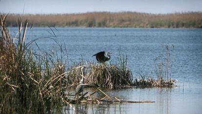 El lago del parque natural de L'Albufera.
