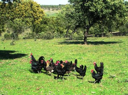 Ejemplares de gallina negra castellana.