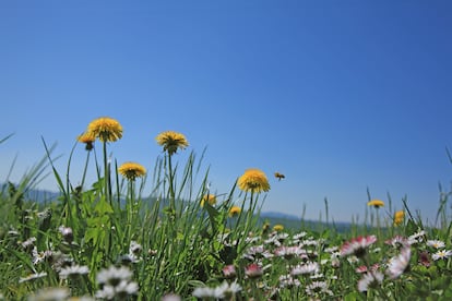 En este prado de Suiza conviven el diente de león, considerada una mala hierba, junto a las margaritas.