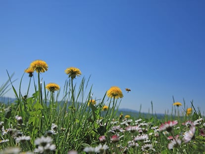 Switzerland, Canton Solothurn, Hochwald, Dandelions (Taraxacum officinale) and daisies (Bellis perennis) in field