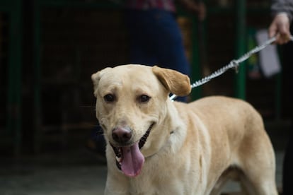 Los expertos señalan la importancia de las campañas de concienciación. La mitad de los casos de rabia humana transmiten por perros domésticos, ya que las mascotas no están vacunadas.

