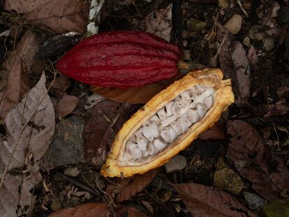 Una mazorca de cacao abierta por la mitad, en un campo de Policarpa, en Nariño (Colombia).