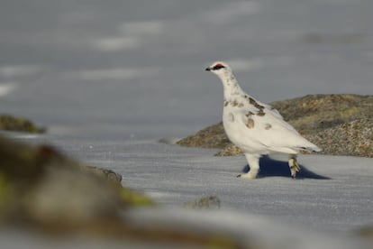 Lagópodo alpino ('Lagopus muta') caminando sobre la nieve.