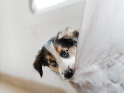 Cachorro de border collie.