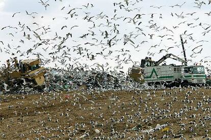 Bandadas de pájaros en el vertedero de Colmenar Viejo, el pasado febrero.