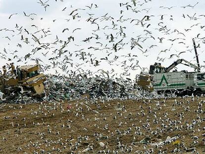 Bandadas de pájaros en el vertedero de Colmenar Viejo, el pasado febrero.