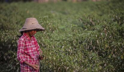 Una mujer recoge chiles en marzo, en una zona de Myanmar asolada por la inseguridad alimentaria.