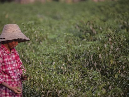 Una mujer recoge chiles en marzo, en una zona de Myanmar asolada por la inseguridad alimentaria.