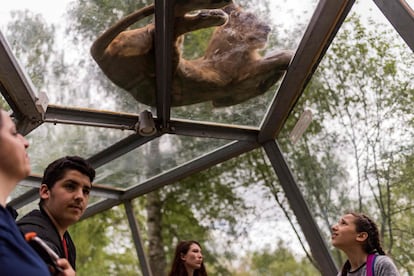 Los visitantes miran a un león desde el túnel de observación en el zoológico Thoiry, al oeste de París (Francia), el 23 de abril de 2018.