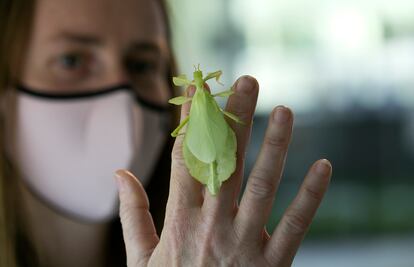 Una mujer coge un insecto hoja en el centro de la naturaleza InsectPark, en San Lorenzo de El Escorial.