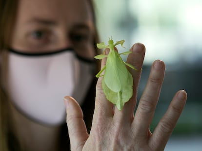 Una mujer coge un insecto hoja en el centro de la naturaleza InsectPark, en San Lorenzo de El Escorial.