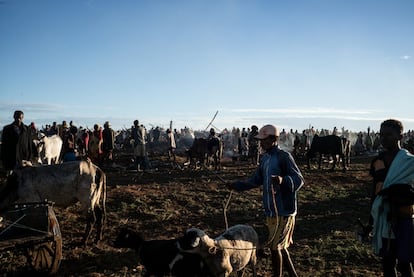 Pastores con su ganado por la mañana temprano en un mercado cerca de Ambovombe.