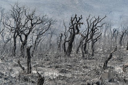 Árboles quemados tras un incendio forestal en Melloula (Túnez), cerca de la frontera con Argelia, el 24 de julio de 2023.