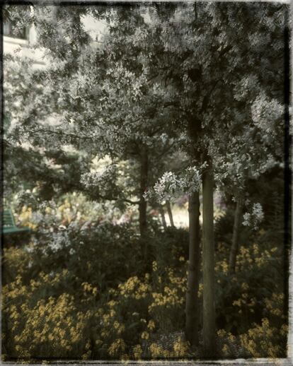 Manzano florecido en Le Clos Normand, que mide cerca de una hectárea. 