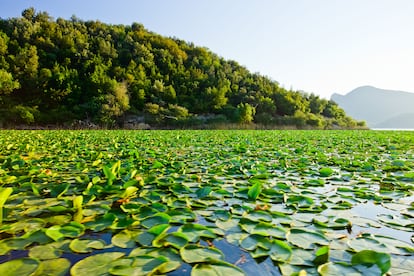 Los nenúfares típicos de Skadar.