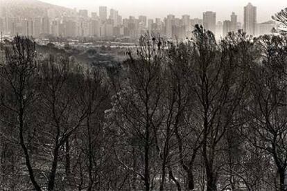 Terreno quemado en el verano de 1992 donde posteriormente se construyó Terra Mítica.