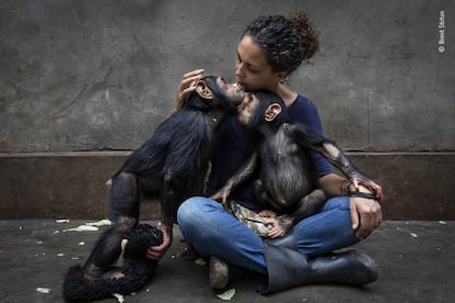 Brent Stirton (Sudáfrica) presenta el perfil de un centro de rehabilitación que cuida de chimpancés huérfanos por el comercio de carne de animales silvestres. Muchas personas de todo el mundo dependen de la carne de animales salvajes —carne de caza— para obtener proteínas, así como una fuente de ingresos. La caza de especies en peligro de extinción, como los chimpancés, es ilegal, pero se produce con demasiada frecuencia. Las fotografías de Brent documentan el trabajo del Centro de Rehabilitación de Primates de Lwiro, que rescata y rehabilita primates huérfanos a causa de la caza furtiva. Muchos de sus empleados son supervivientes del conflicto militar en la República Democrática del Congo. Trabajar en el centro les ayuda a recuperarse.