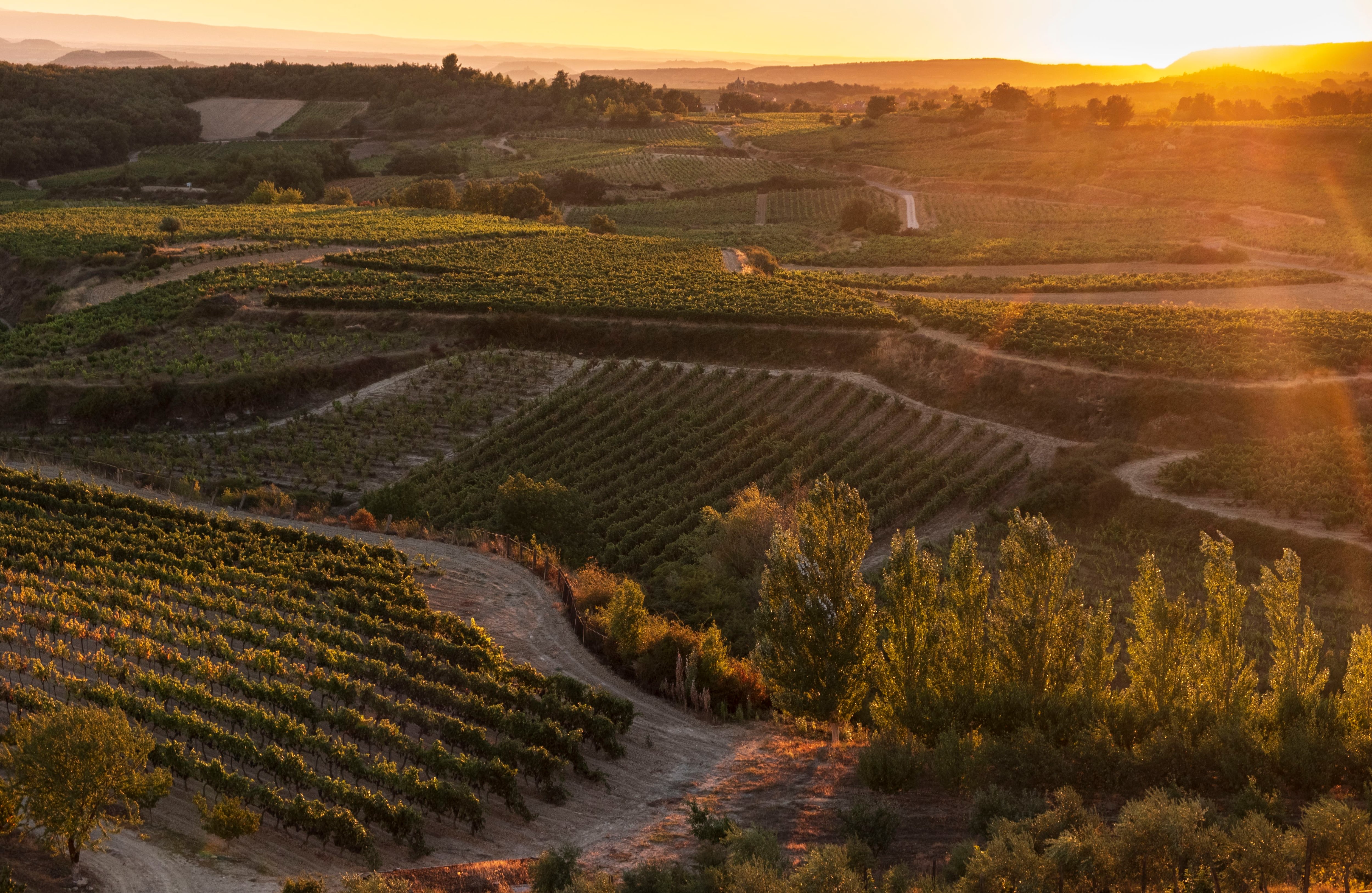 Vista de viñedos en Laguardia (Álava).