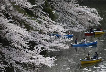 Parques como el de Ueno, en el que sus 1.200 cerezos se abren en una explosión de color, o el céntrico de Hibiya se llenaron de visitantes que paseaban y hacían un picnic debajo de los árboles. En la imagen, visitantes pasean en barca junto a los cerezos en flor en un parque de Tokio.